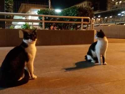 Felix e Batman, i gatti della stazione